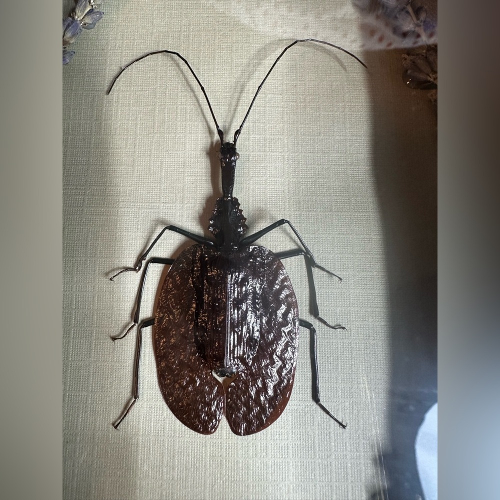 Violin Beetle Mormolyce Phyllodes with Lavender Stems Framed Shadowbox Signed